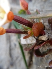 Epilobium tasmanicum