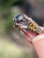 Yoyetta spectabilis