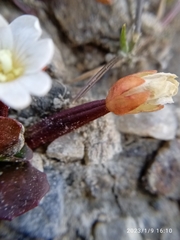 Epilobium tasmanicum