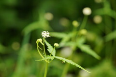 Hydrocotyle geraniifolia