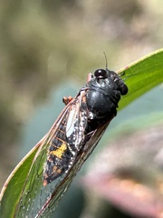 Yoyetta spectabilis