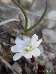 Epilobium tasmanicum