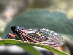 Yoyetta spectabilis