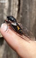 Yoyetta spectabilis