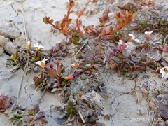 Epilobium tasmanicum