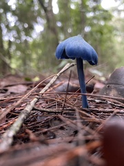 Entoloma virescens
