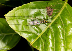 Nephrotoma australasiae