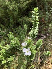 Veronica macrantha