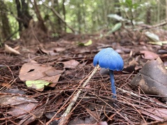 Entoloma virescens