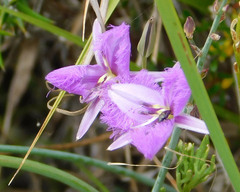 Thysanotus tuberosus