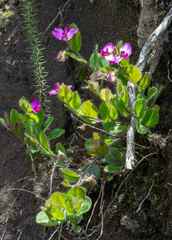 Polygala ohlendorfiana
