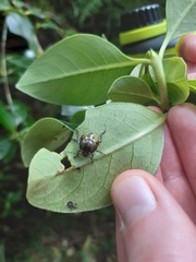 Glaucias amyoti