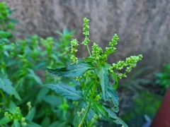 Mercurialis annua
