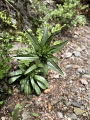Gentianaceae