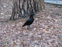 Corvus corone