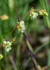 Psammotropha mucronata foliosa