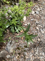 Gentianaceae