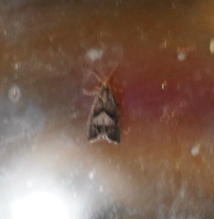 Dichrorampha acuminatana