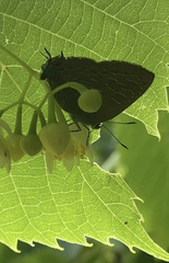 Satyrium liparops