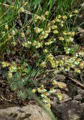 Psammotropha mucronata foliosa