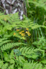 Bupleurum aureum