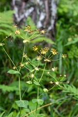Bupleurum aureum