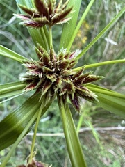 Cyperus vaginatus