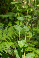 Bupleurum aureum