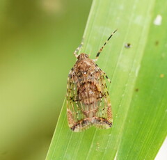 Dipsiathus obscurifrons