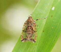 Dipsiathus obscurifrons