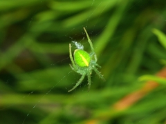 Araneus circulissparsus
