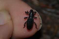Brachyderes incanus