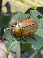 Anoplognathus hirsutus