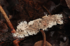Etheirodon fimbriatum