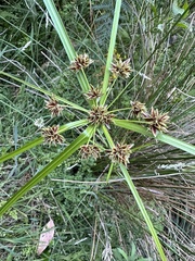 Cyperus vaginatus