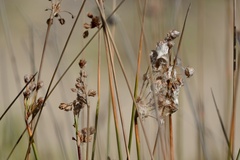 Androtrichum trigynum