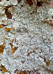 Lepraria normandinoides