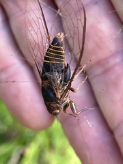 Birrima varians