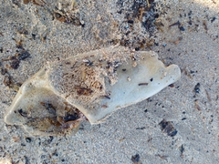 Vertebrata