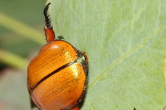 Anoplognathus hirsutus