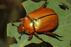 Anoplognathus hirsutus