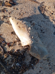 Vertebrata