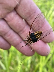 Birrima varians