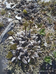 Anisotome lanuginosa