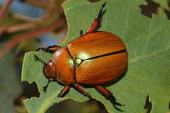 Anoplognathus hirsutus