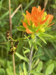 Castilleja coccinea