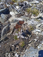 Anisotome lanuginosa