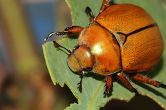 Anoplognathus hirsutus