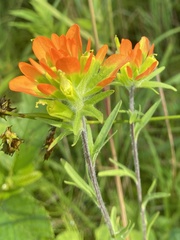 Castilleja coccinea