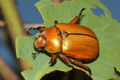 Anoplognathus hirsutus